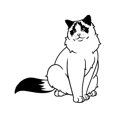 Регдолл